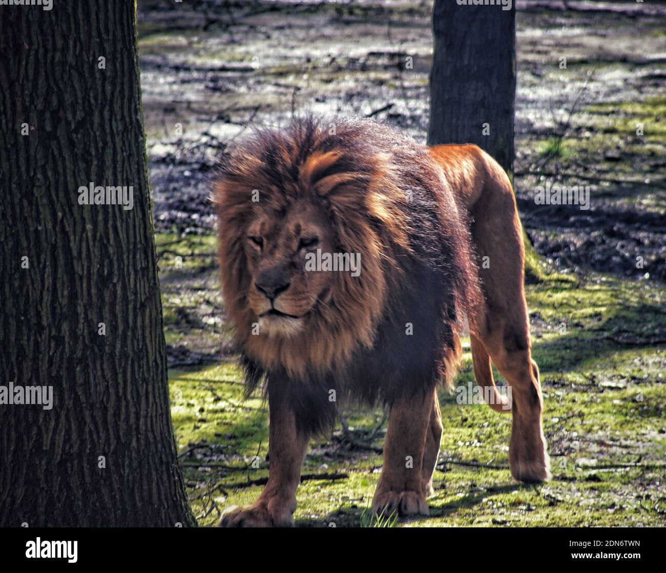 König Der Löwen Stockfoto