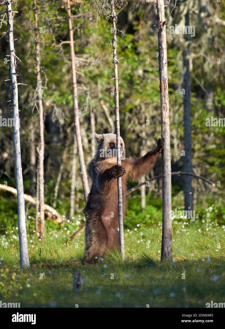 Junger Braunbär (Ursus arctos), der Ende Juni 2018 zwischen Bäumen im Sumpf im Nordosten Finnlands steht. Stockfoto