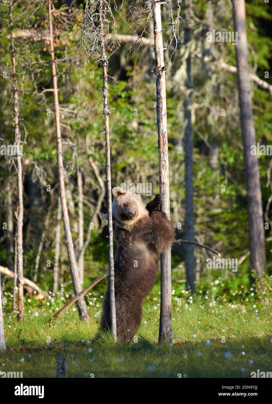 Junger Braunbär (Ursus arctos) steht auf und umarmt einen Baum im Sumpf in Nordostfinnland Ende Juni 2018. Stockfoto