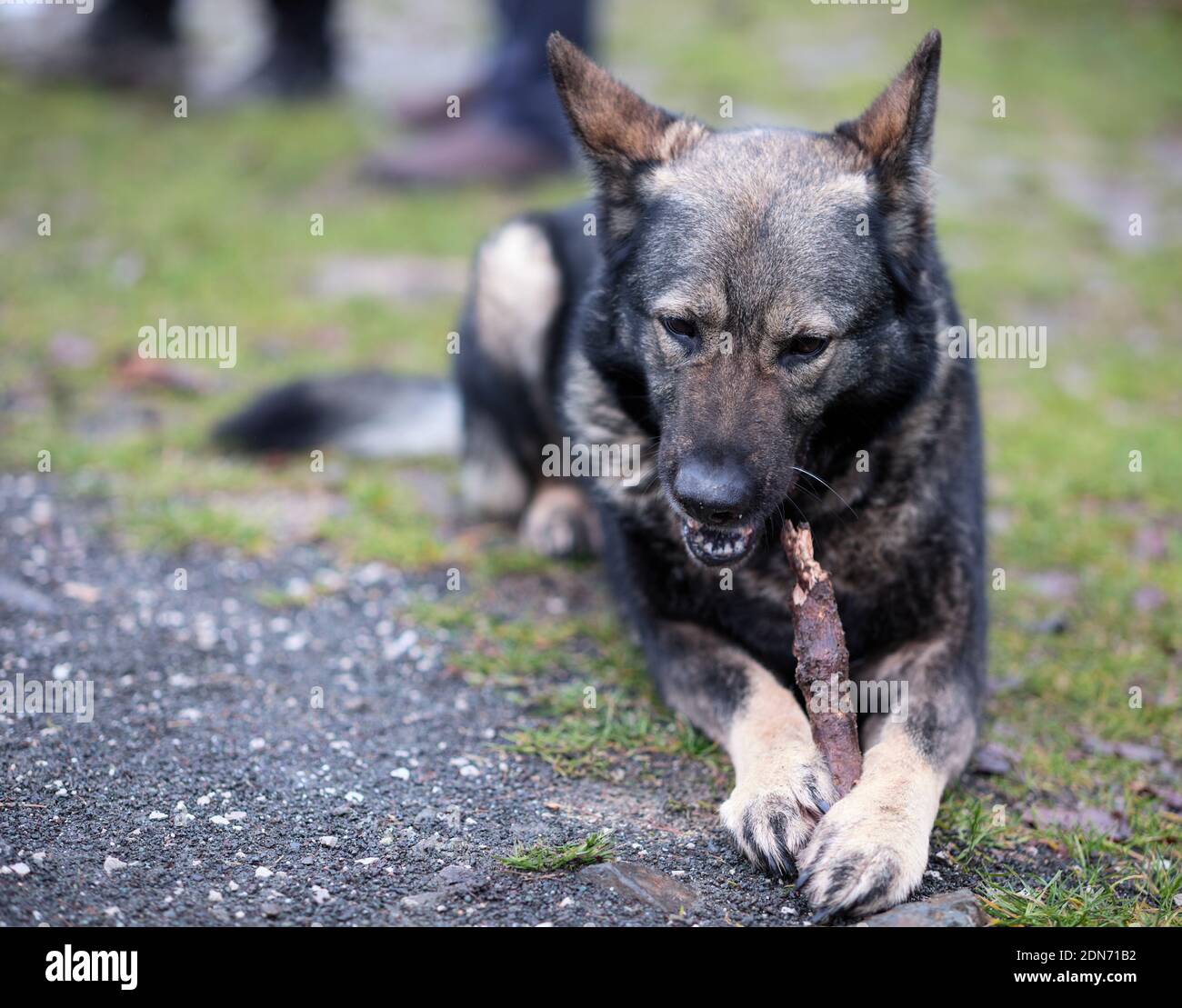 Ältere deutsche Schäferhündin Stockfoto