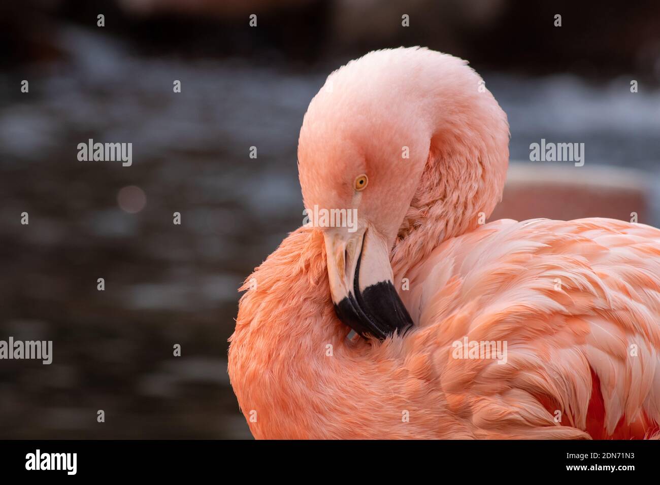 Flamingo Preening in Nahaufnahme. Der Flamingo wird vom Flamingo Hotel und Casino in Las Vegas im Innenhof gehalten. Stockfoto