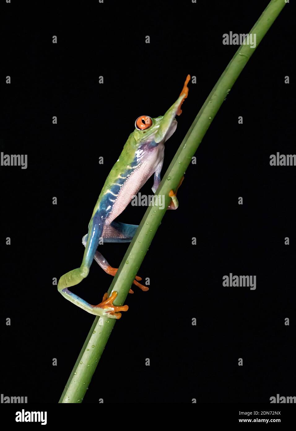 Red eyed Laubfrosch Stockfoto
