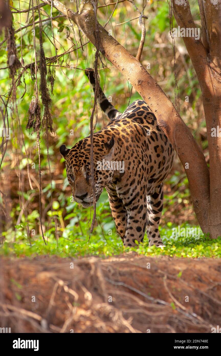 Jaguar, die größte Katze in Südamerika, Pantanal von Mato Grosso, Brasilien Stockfoto