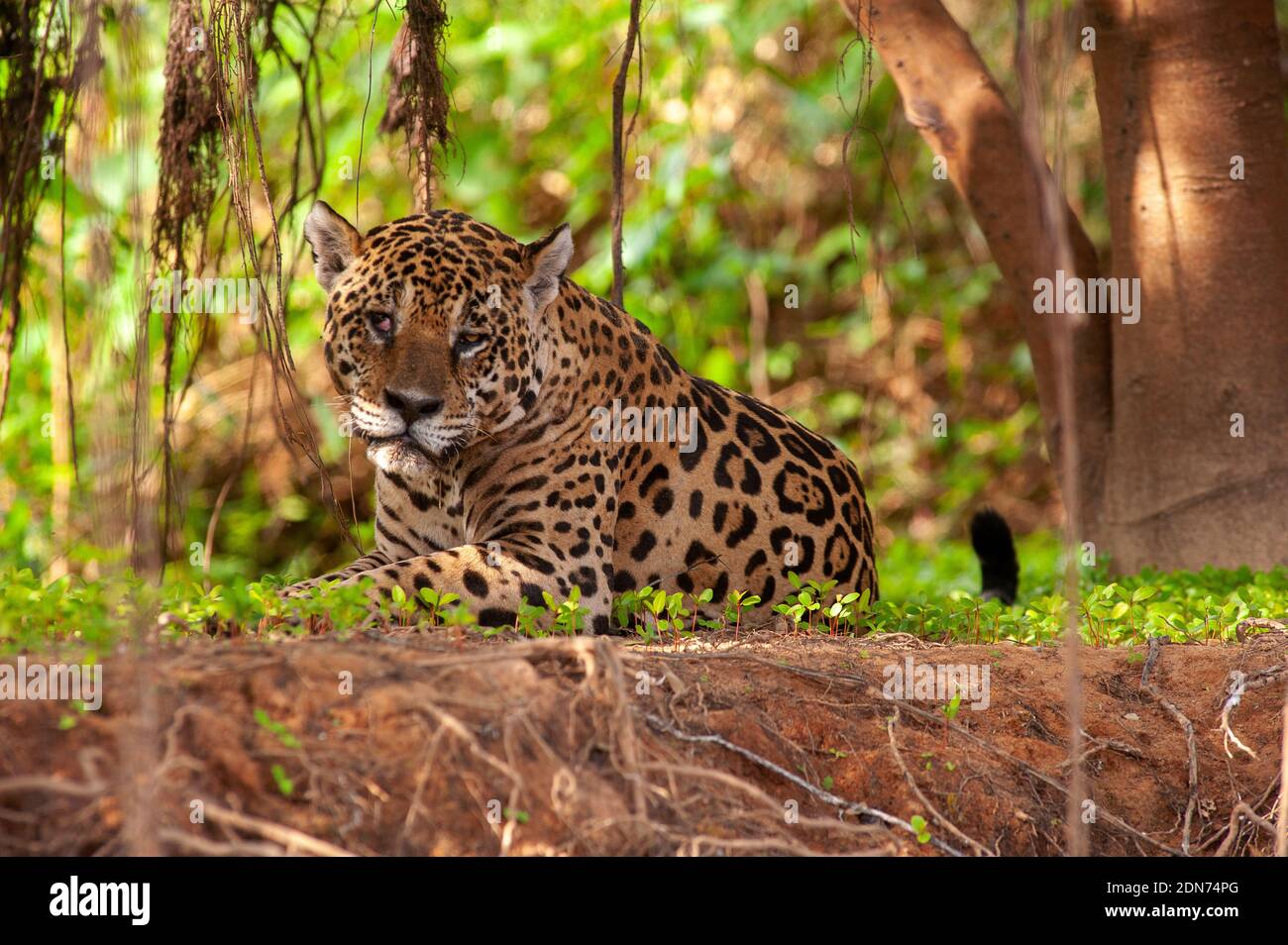 Jaguar, die größte Katze in Südamerika, Pantanal von Mato Grosso, Brasilien Stockfoto