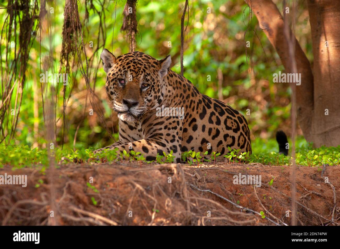 Jaguar, die größte Katze in Südamerika, Pantanal von Mato Grosso, Brasilien Stockfoto