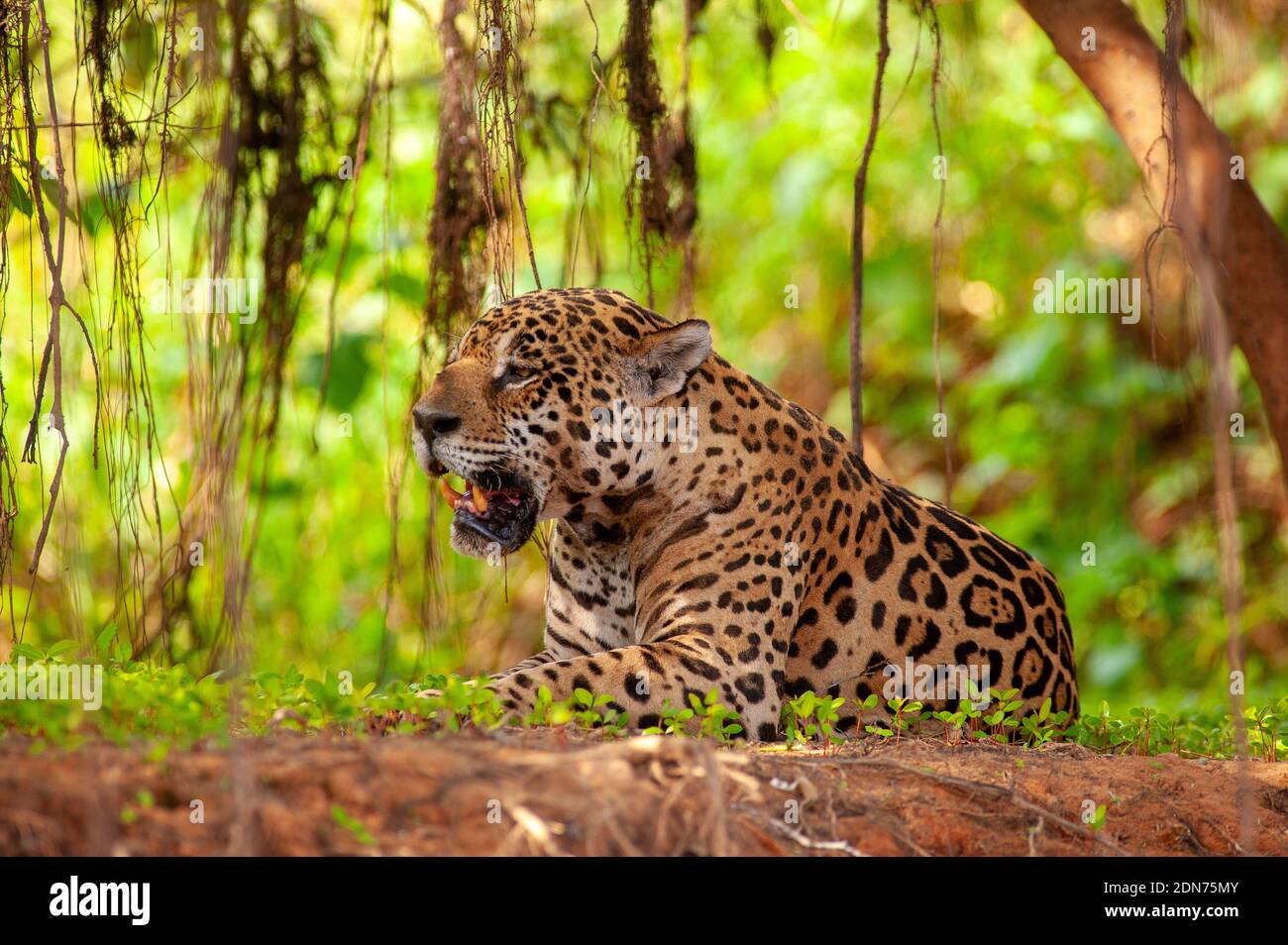 Jaguar, die größte Katze in Südamerika, Pantanal von Mato Grosso, Brasilien Stockfoto