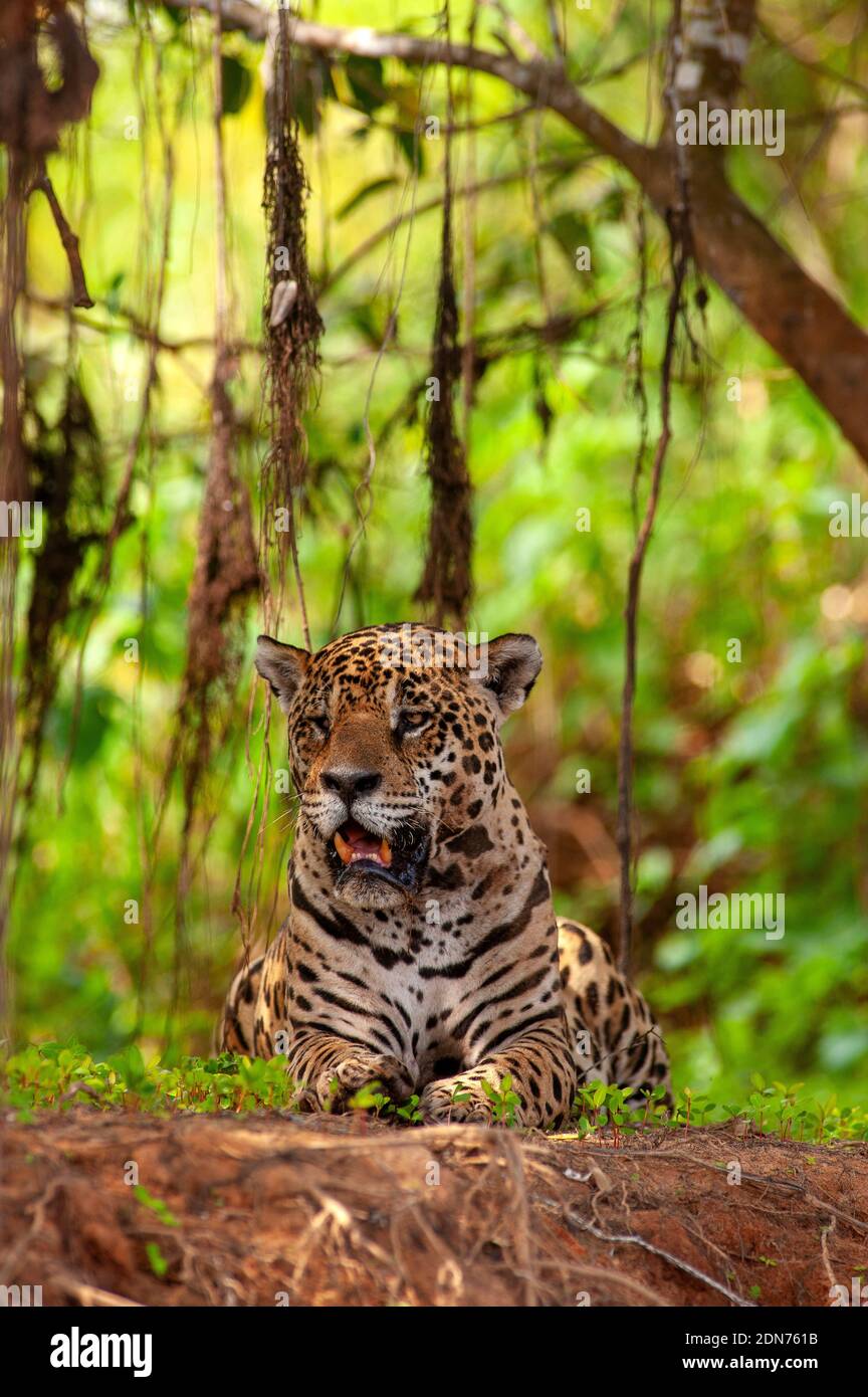 Jaguar, die größte Katze in Südamerika, Pantanal von Mato Grosso, Brasilien Stockfoto