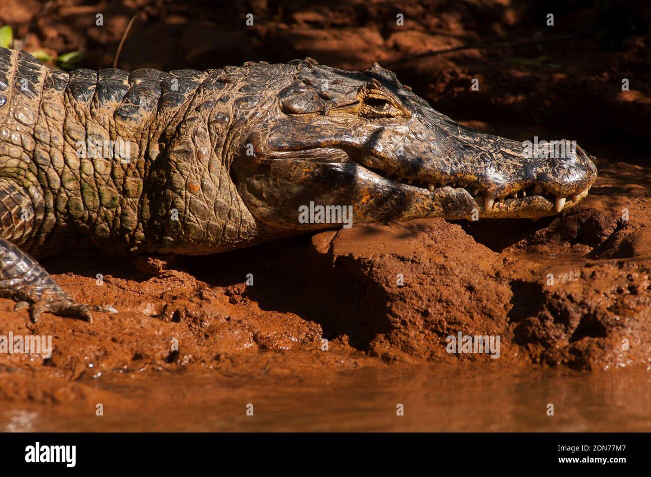 Alligator sonnt sich am Fluss Três Irmãos, Pantanal von Mato Grosso, Brasilien Stockfoto