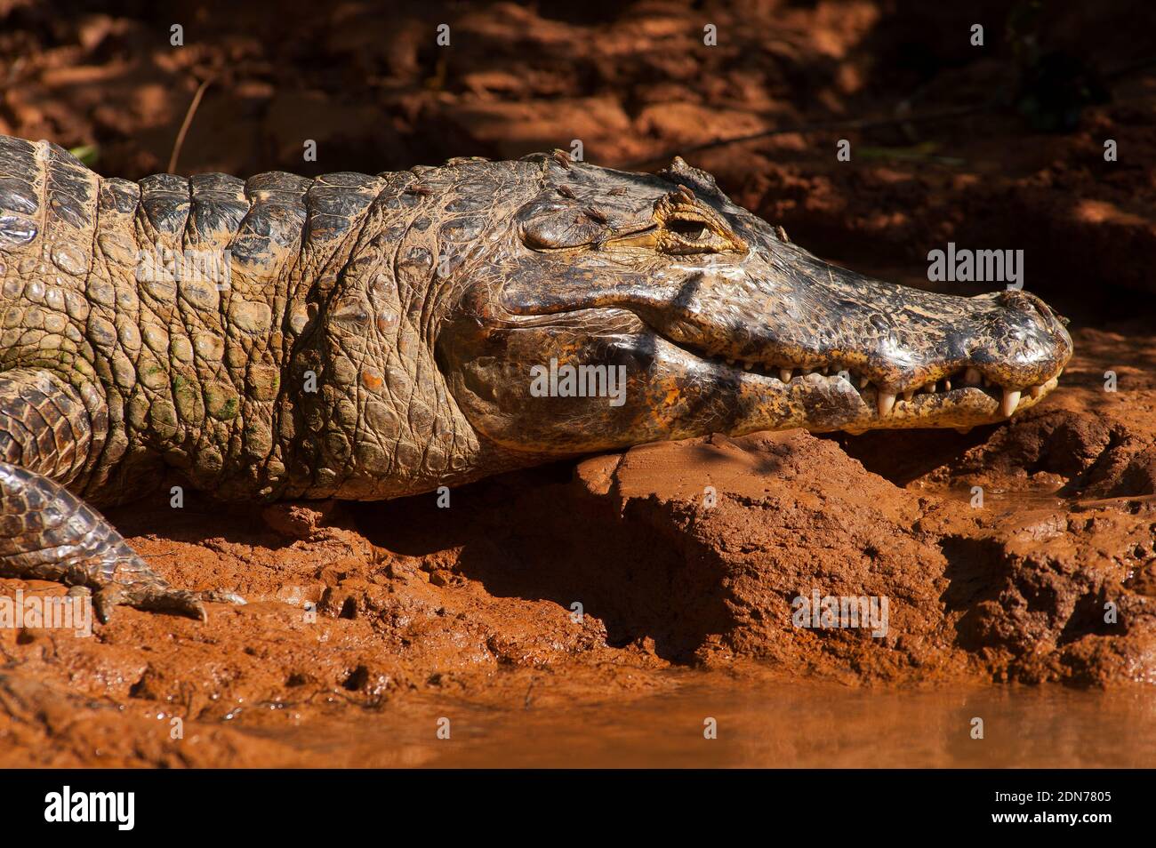 Alligator sonnt sich am Fluss Três Irmãos, Pantanal von Mato Grosso, Brasilien Stockfoto