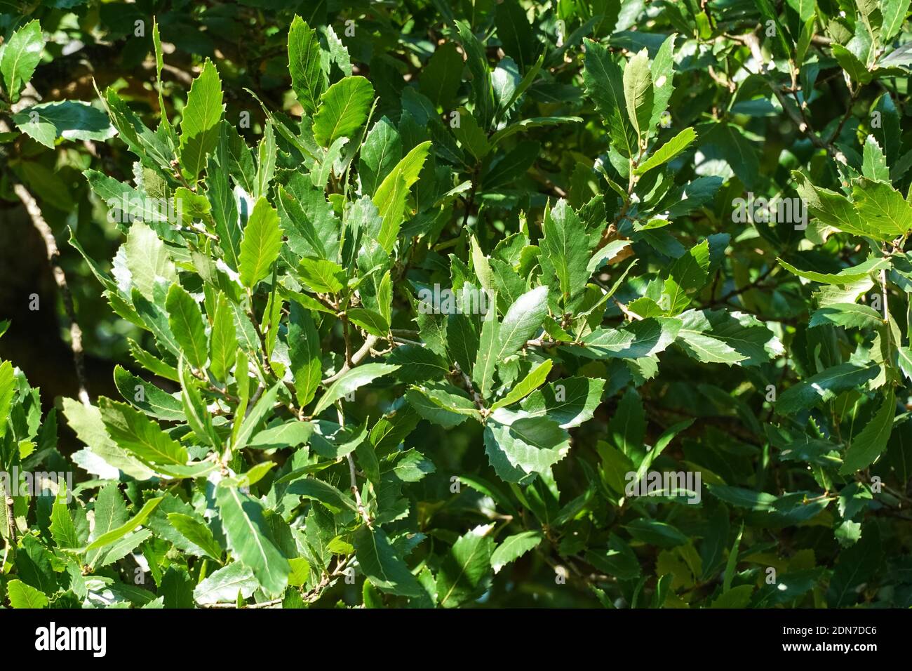 Nahaufnahme der grünen Blätter der mazedonischen Eiche, Quercus trojana Stockfoto