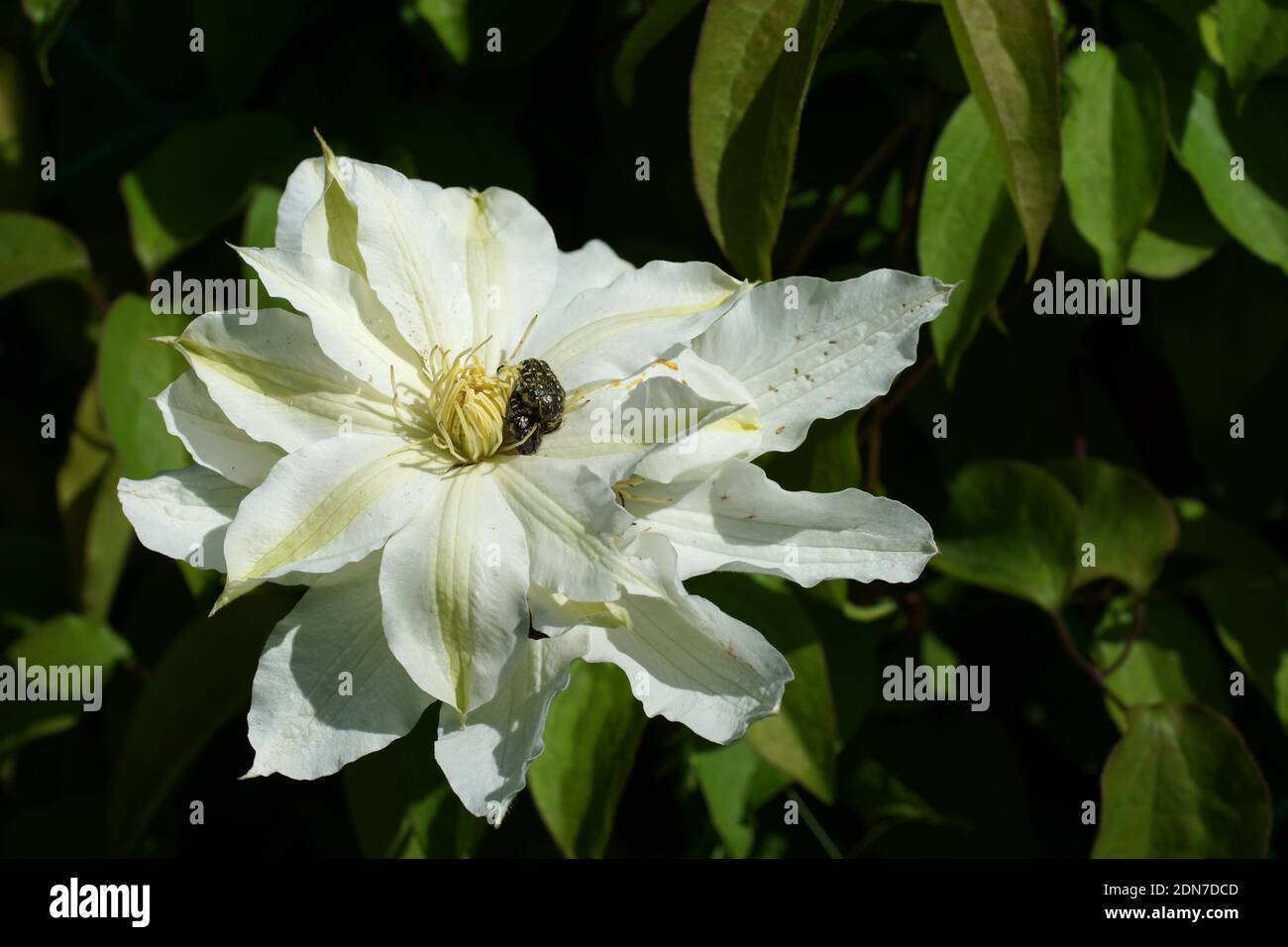 Käfer nagen an einer Clematis-Blüte. Blume weiß Clematis Nahaufnahme. Blumen Clematis Sorten Maria Sklodowska Curie Stockfoto