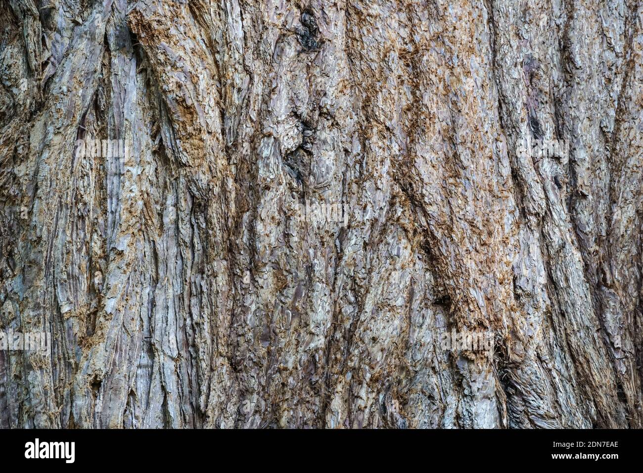 Rinde aus Riesenmammutbaum, Sierra Redwood, Sequoiadendron giganteum Stockfoto