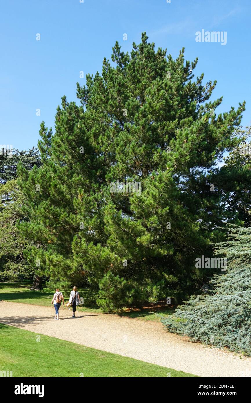 Menschen, die an Monterey Pine in Cambridge University Botanic Garden in Cambridge, England vorbeikommen Vereinigtes Königreich Großbritannien Stockfoto