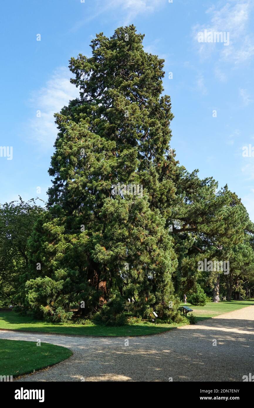 Riesiger Mammutbaum (gepflanzt in der Mitte des 19. Jahrhunderts) in Cambridge University Botanic Garden in Cambridge, England Vereinigtes Königreich Großbritannien Stockfoto