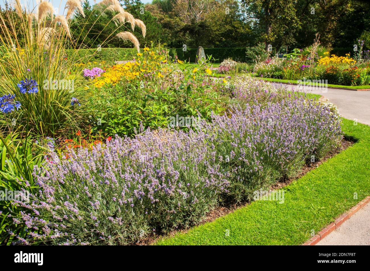 Lavandula Lavendel Munstead in Blume wächst entlang der Kante von Eine krautige Grenze im Sommer EINE mehrjährige immergrüne Strauch, dass Ist frosthart Stockfoto