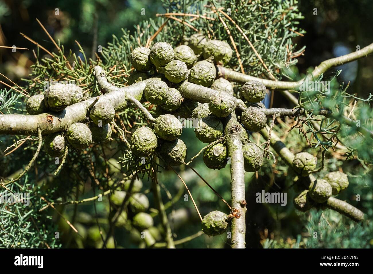 Arizona glatte Rinde Zypresse oder glatte Arizona Zypresse, Cupressus glabra, Zweig mit Zapfen Stockfoto