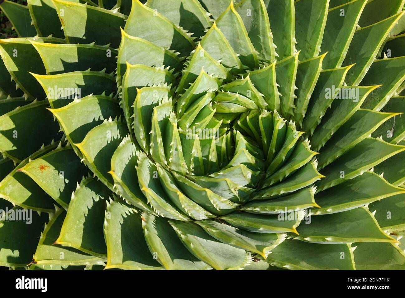 Die Spirale Aloe Aloe polyphylla immergrüne Sukkulente Pflanze Stockfoto