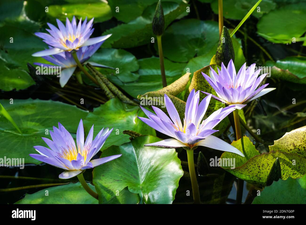 Blauer Lotus, blauer Stern Seerose, tropische Seerosen Pflanzen Blumen Stockfoto