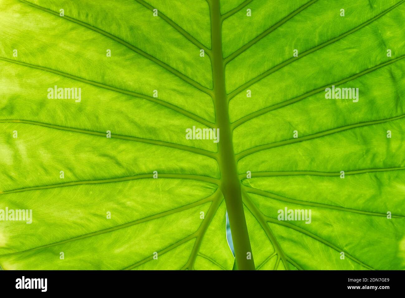 Hinten beleuchtetes grünes Blatt, Nahaufnahme Textur Hintergrund Stockfoto