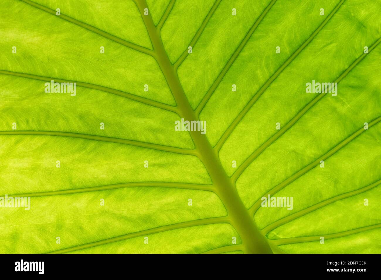 Hinten beleuchtetes grünes Blatt, Nahaufnahme Textur Hintergrund Stockfoto