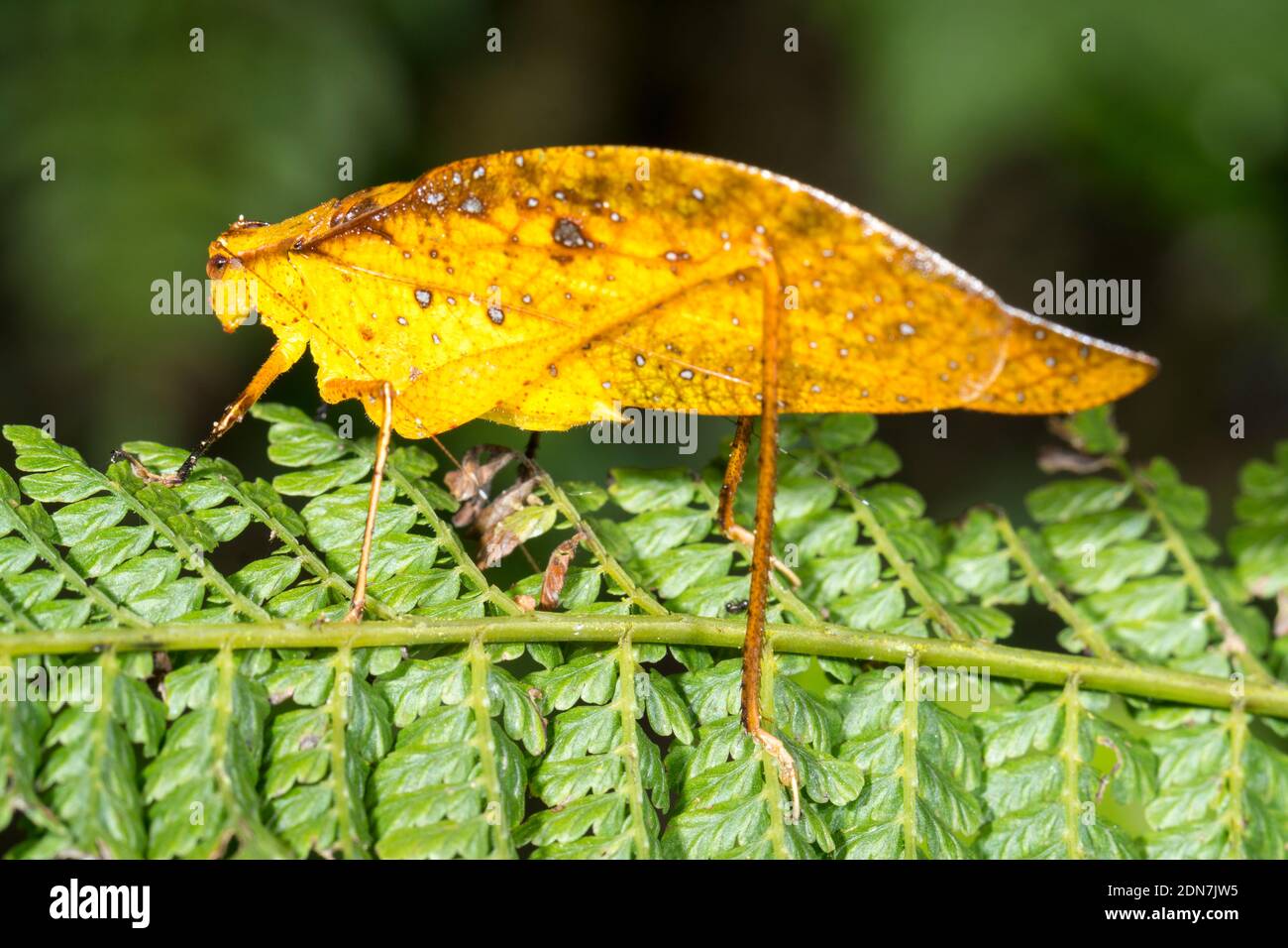 Phaneropterine Katydid auf einem Blatt im Unterholz des Bergregenwaldes im Los Cedros Reservat im Westen Ecuadors Stockfoto