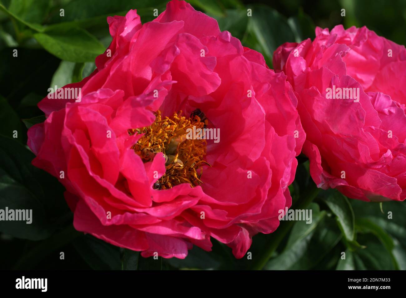 Paeonia Paula Fay. Halbdoppelte rosa Pfingstrose. Paeonia lactiflora (chinesische Pfingstrose oder gemeinsame GartenPfingstrose). Zwei Blüten Stockfoto