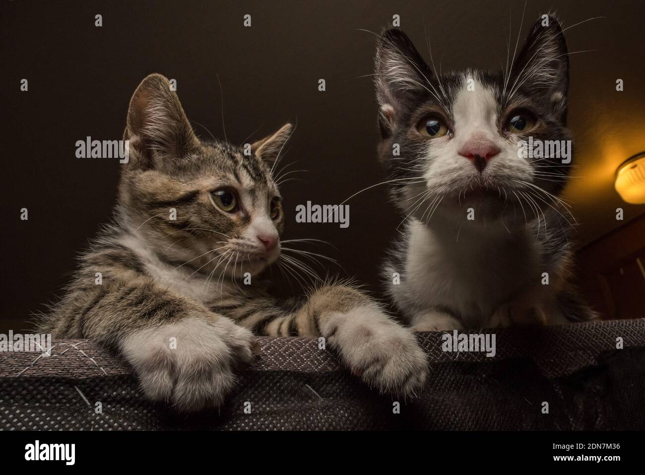 Ein Paar Kätzchen Geschwister entspannen sich am Abend in ihrem neuen Zuhause nach der Adoption. Stockfoto