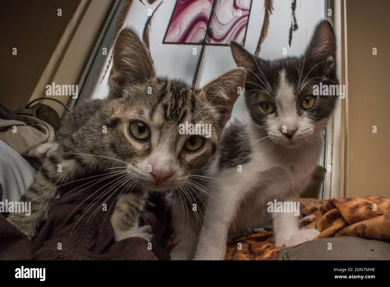 Zwei neugierige Kätzchen schauen nach der Adoption ängstlich in ihrem neuen Zuhause herum. Stockfoto