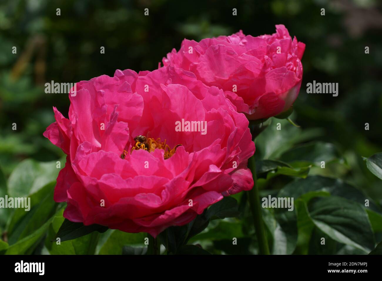 Paeonia Paula Fay. Halbdoppelte rosa Pfingstrose. Paeonia lactiflora (chinesische Pfingstrose oder gemeinsame GartenPfingstrose). Zwei Blüten Stockfoto