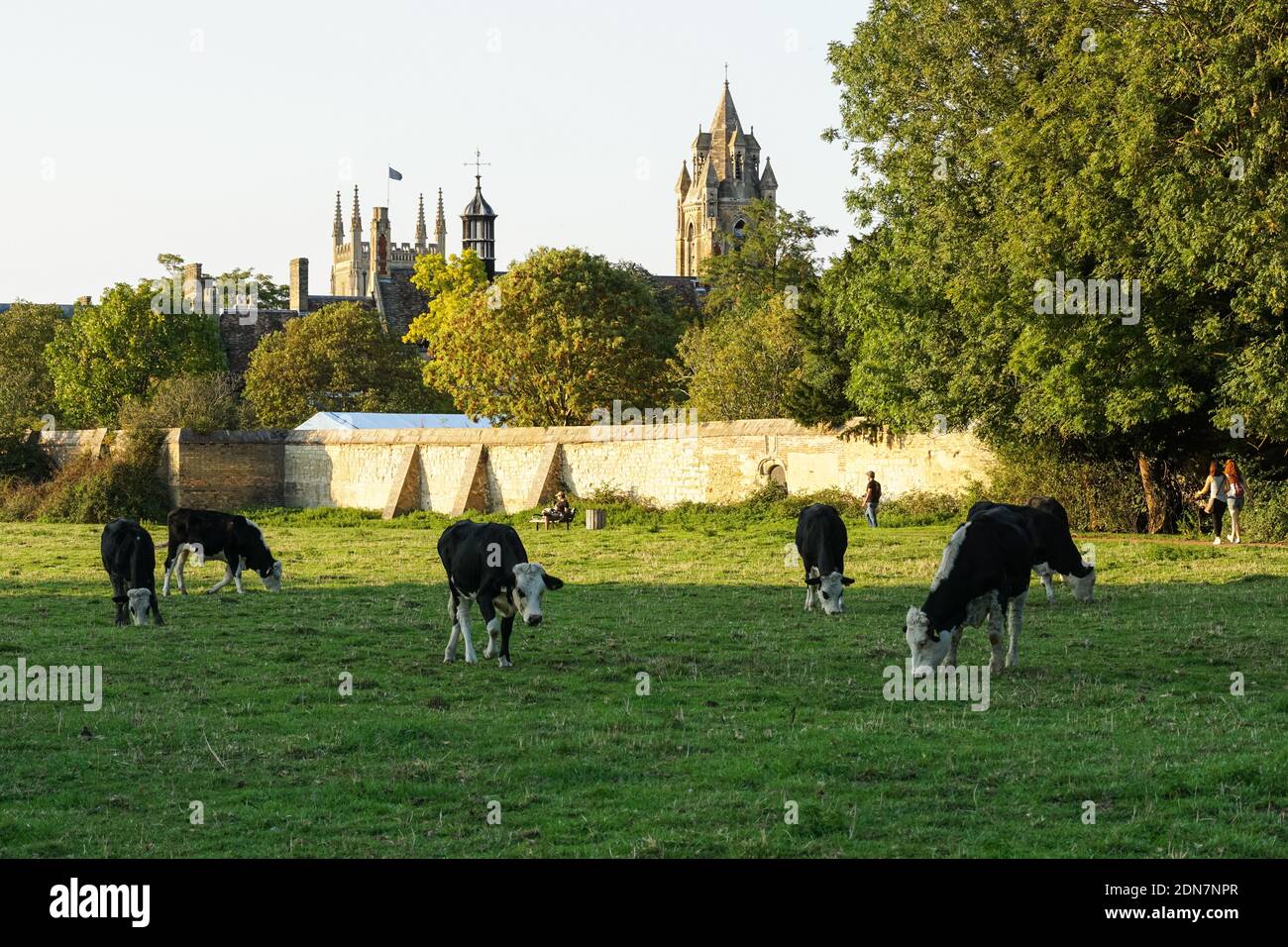 Hereford Kühe grasen auf einer Weide in Cambridge Cambridgeshire England Vereinigtes Königreich Großbritannien Stockfoto