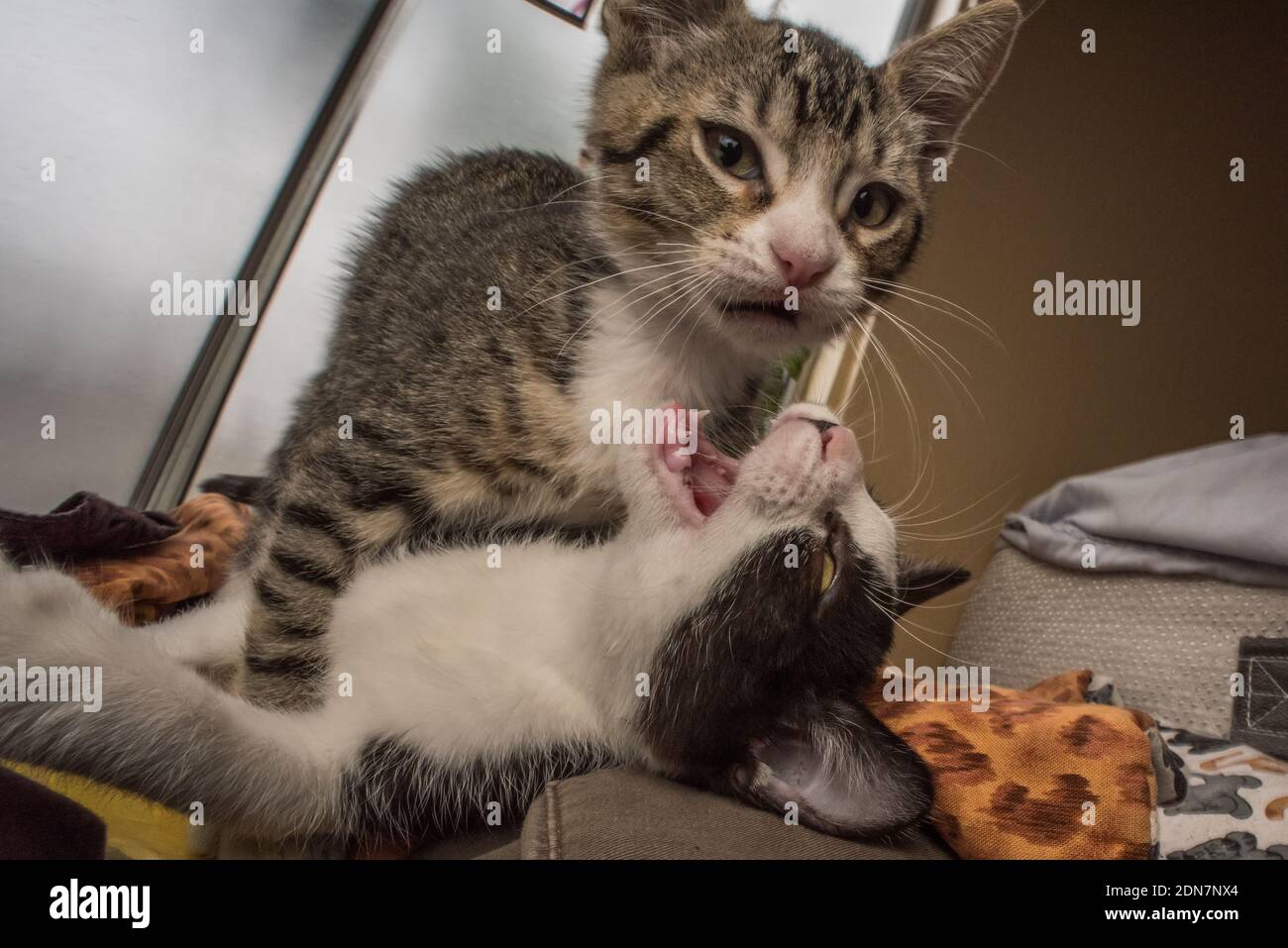 Ein Paar junge Kätzchen, die miteinander spielen. Stockfoto