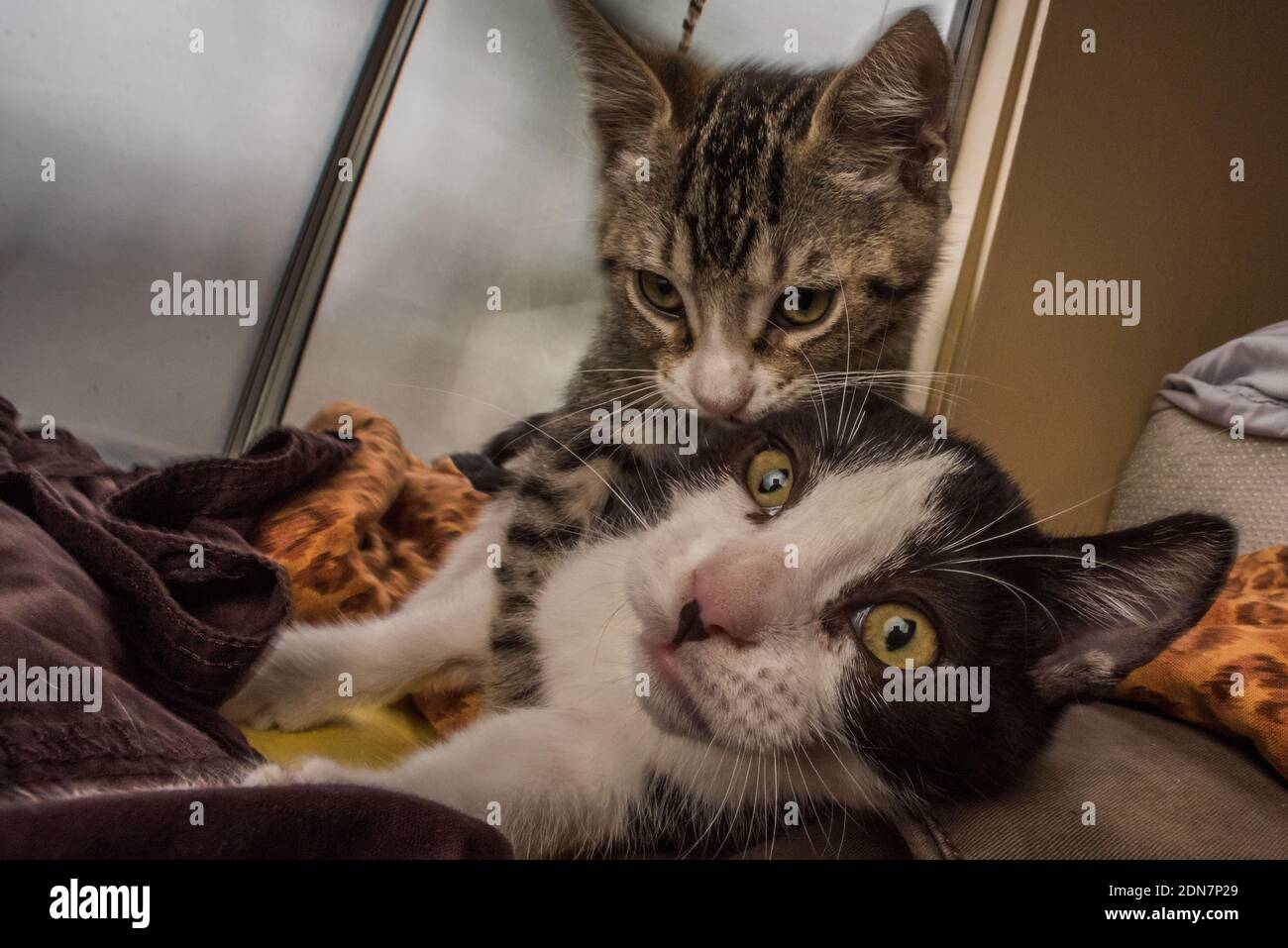 Ein Paar junge Kätzchen, die miteinander spielen. Stockfoto