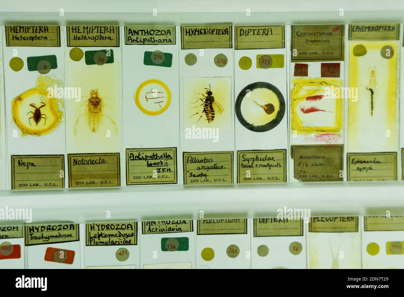 Das Grant Museum für Zoologie, Micrarium Gallery, London England Vereinigtes Königreich UK Stockfoto
