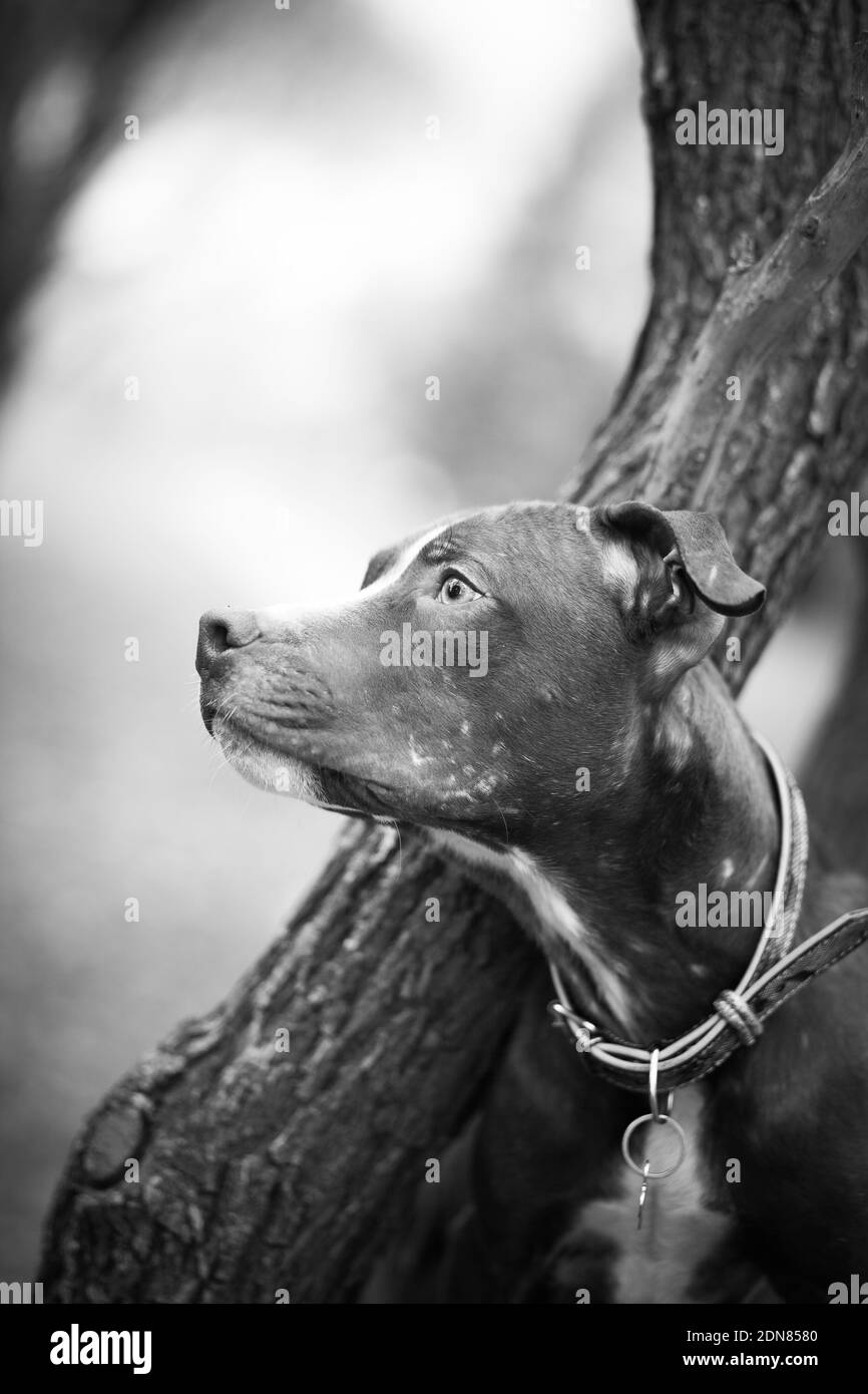 Porträt des Hundes der Rasse ein Grubenbulle Terrier Wer schaut aus wegen eines Baumes Stockfoto