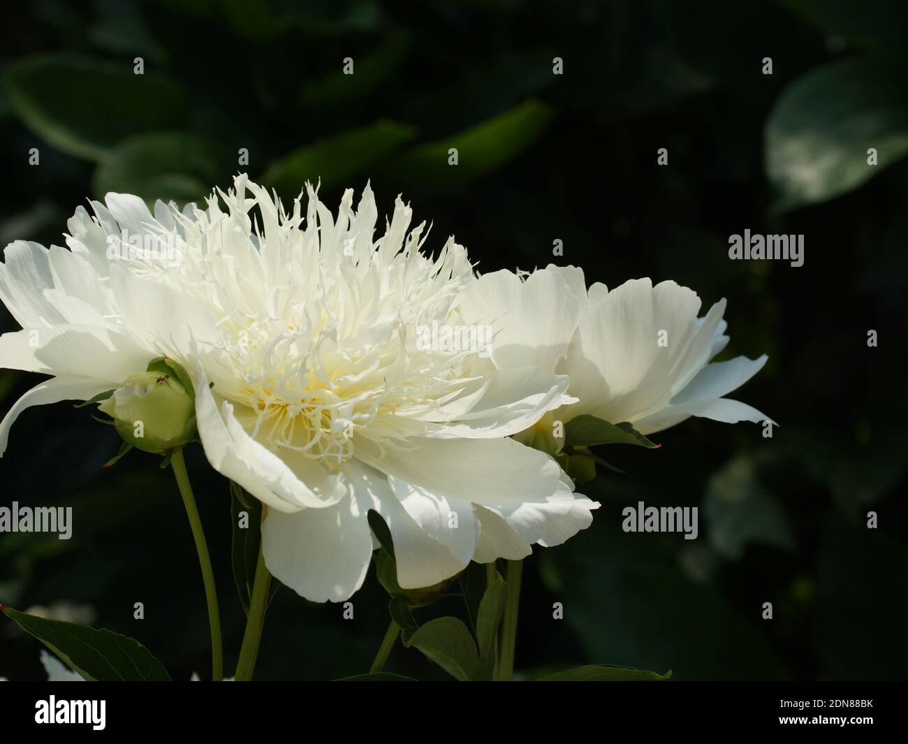 Paeonia Braut Traum. Japanische Karmesinblüte. Paeonia lactiflora (chinesische Pfingstrose oder gemeinsame GartenPfingstrose) Stockfoto
