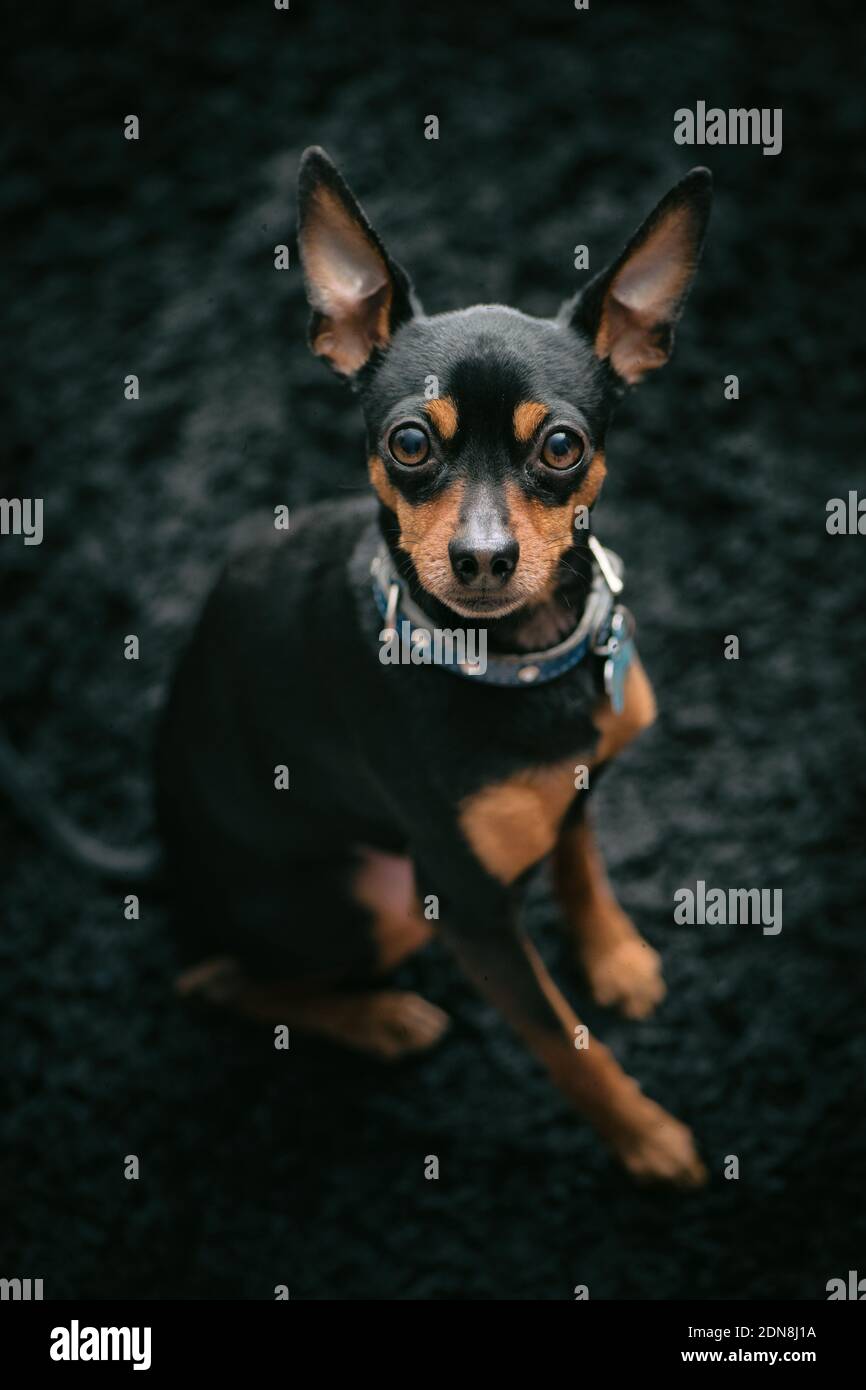 Schwarzer Hund Mini Pincher Portrait Stockfoto