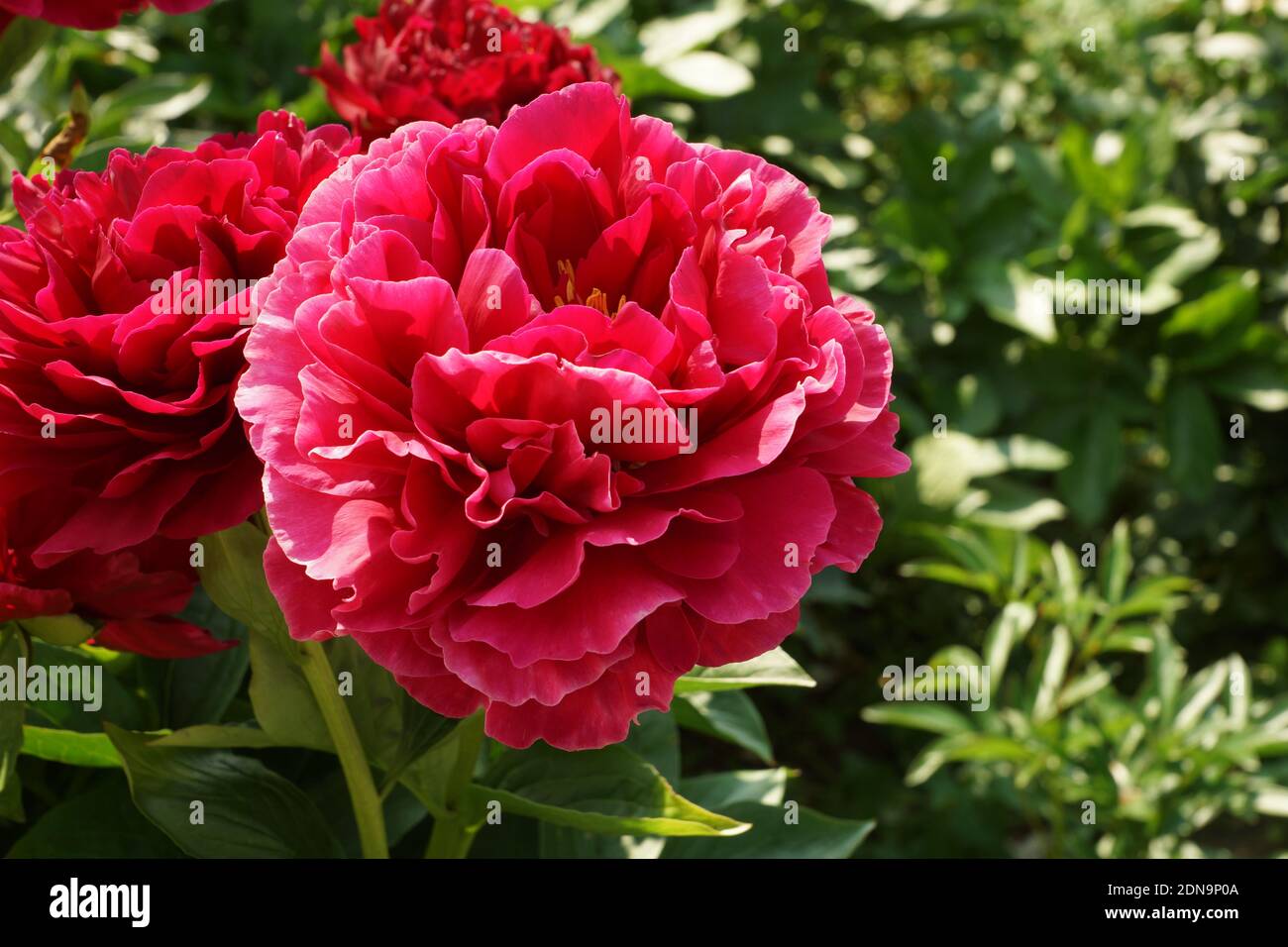 Paeonia Alte Gläubige. Doppelte rote Pfingstrose. Paeonia lactiflora (chinesische Pfingstrose oder gemeinsame Gartenpfeonie). Stockfoto