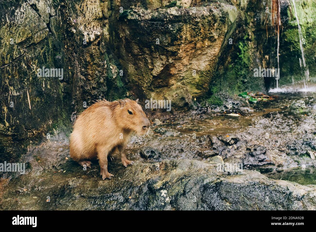 Einzelne Capybara in der Voliere. Schutz und Pflege der Tiere im Zoo. Stockfoto