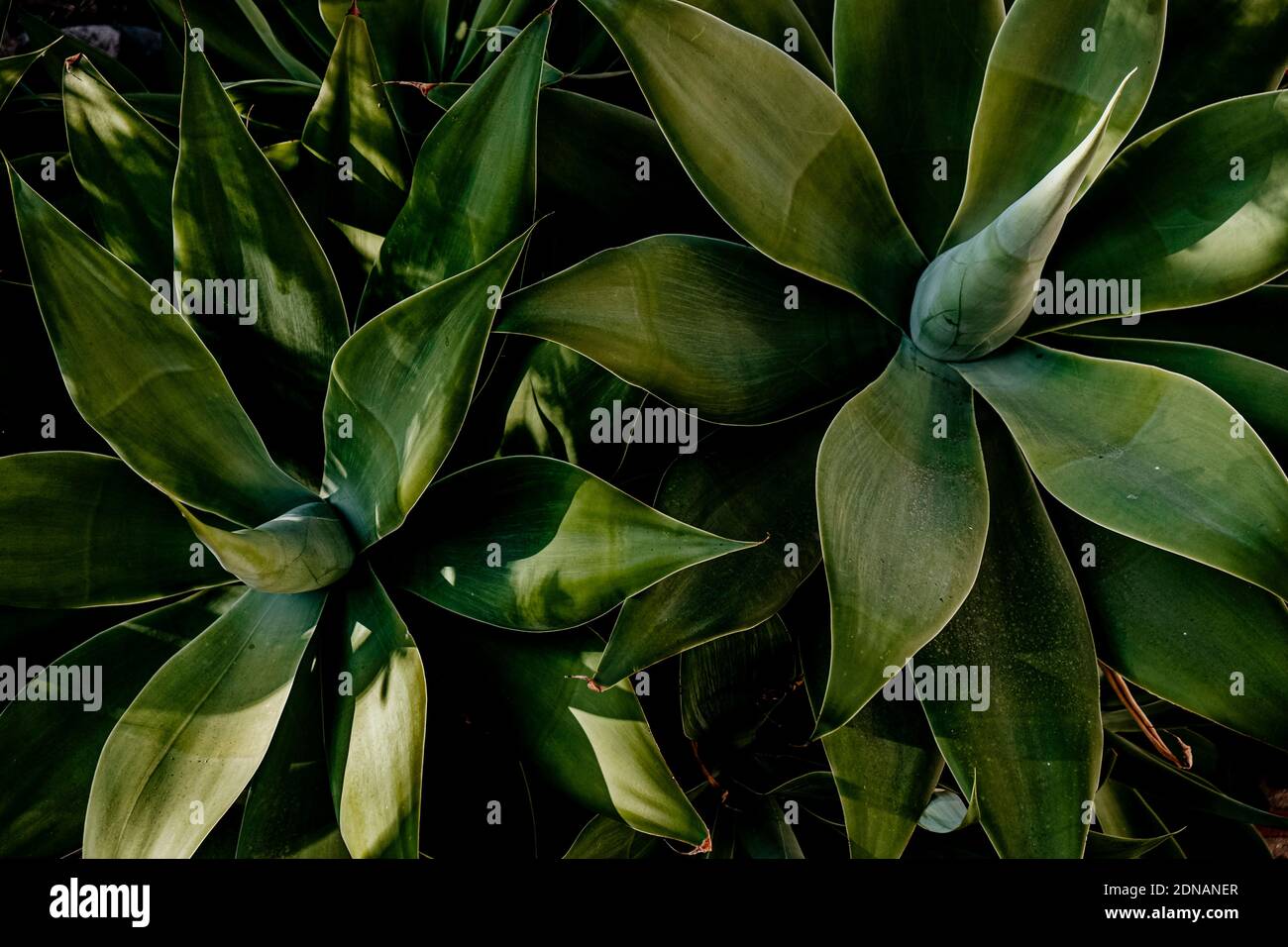 Detail der Agave attenuata Pflanze Stockfoto