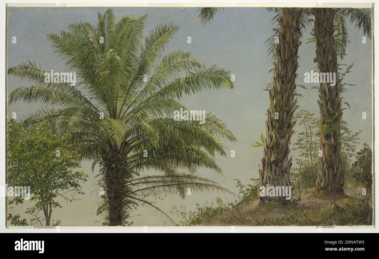 Palmen, Jamaika, Frederic Edwin Church, Amerikaner, 1826–1900, Pinsel und Ölfarbe auf Pappe, Horizontale Ölskizze mit der Spitze einer Palme, mit einer herrlichen Krone aus Palmenwedeln, neben einem Paar grober, schuppiger Stämme, die zu zwei verschiedenen Palmen gehören., USA, Juni 1865, Landschaften, Zeichnung Stockfoto