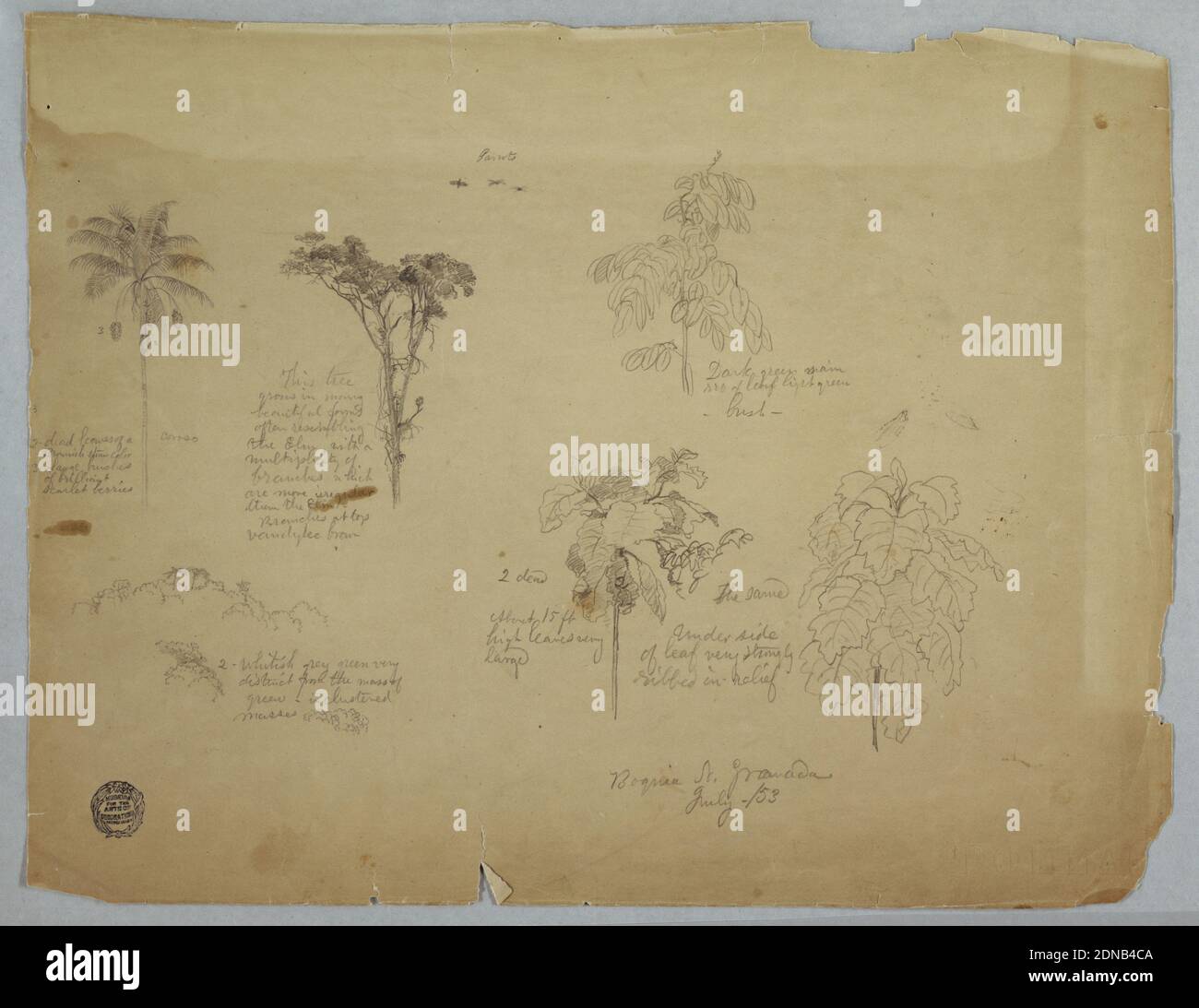 Botanische Studien mit fliegenden Papageien, Boquia, Kolumbien, Frederic Edwin Church, amerikanisch, 1826–1900, Graphit auf hellbraunem Papier, horizontales Blatt mit baumfliegenden Papageien oben, gefolgt von zwei Reihen mit je drei botanischen Skizzen., Juli 1853, Naturstudien, Zeichnung Stockfoto