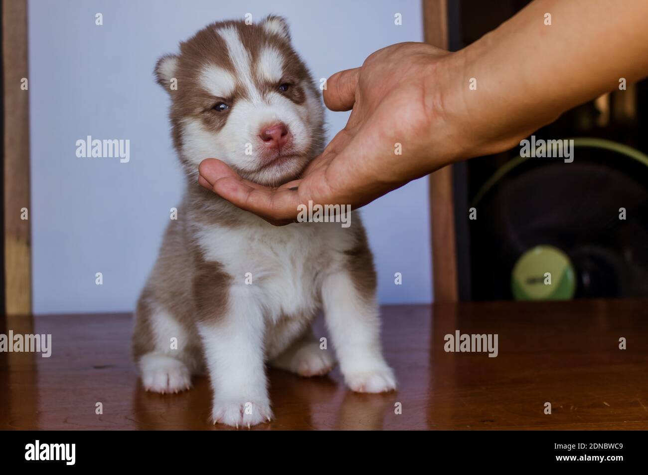 Neugeborener Heiserer Welpe Stockfotos Und Bilder Kaufen Alamy