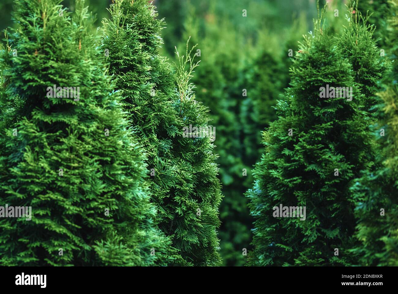 Nördliche weiße Zeder (Thuja occidentalis) Bäume in Baumschulen Stockfoto