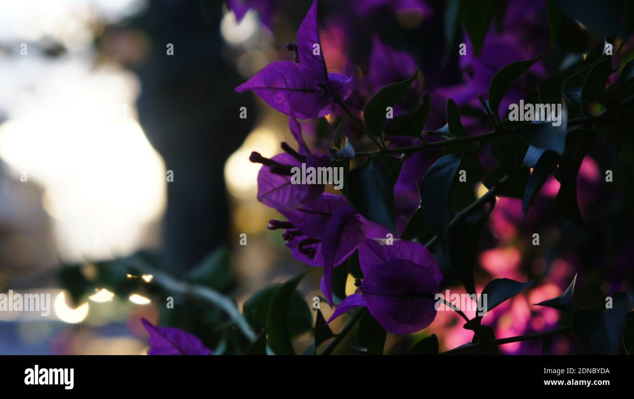 Athen, Griechenland 13. Dezember Sonnenlicht auf Blumen während Sonnenuntergang in der Stadt Stockfoto