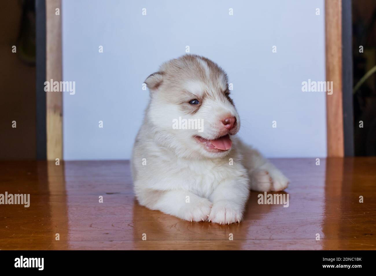 Neugeborener Heiserer Welpe Stockfotos Und Bilder Kaufen Alamy