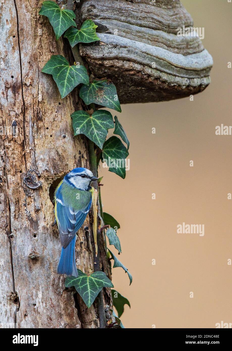 Eurasian Blue Tit (Cyanistes caeruleus) Erwachsener sitzt vor dem Brutloch in alten Hohlraum Baum mit großen Zunder Pilz (Fomes fomentarius) bedeckt, Stockfoto