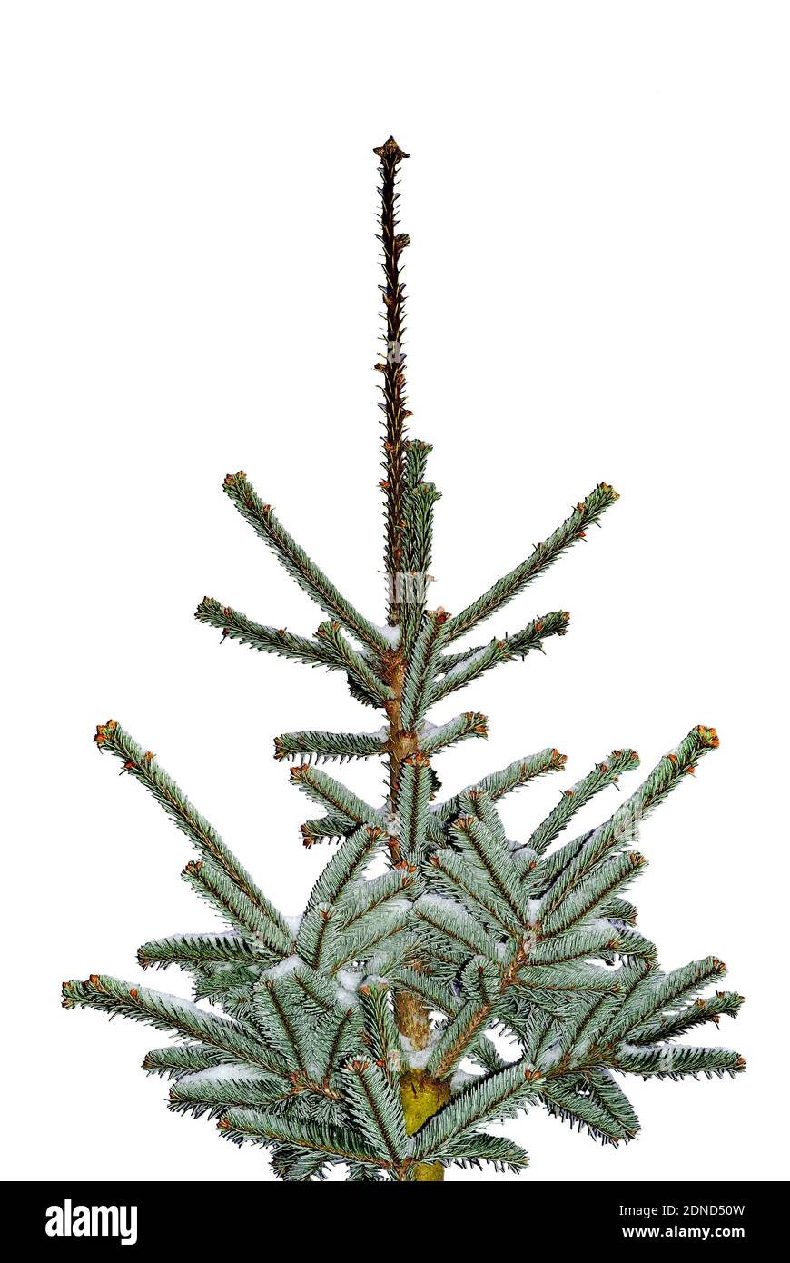 Weihnachtsbaum mit leichtem Schnee bedeckt - isoliert auf einem Weißer Hintergrund – Abstraktion - Nordmann Fir (Abies nordmanniana) Stockfoto