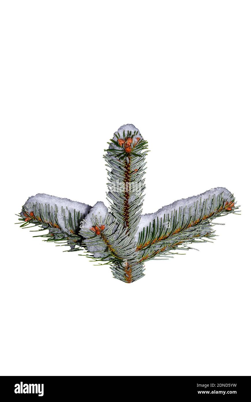 Symmetrischer Tannenzweig im Schnee - Nahaufnahme eines Tannenzweig aus dem Hintergrund geschnitten – Abstraktion - Nordmann FIR (Abies nordmanniana) Stockfoto