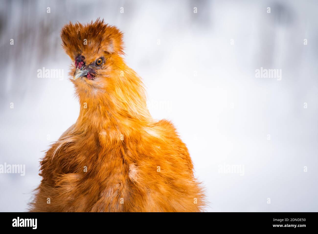 Ein isoliertes Porträt eines Silkie-Hähnchens im Schnee. Quelle: Chris Baker Evens Stockfoto