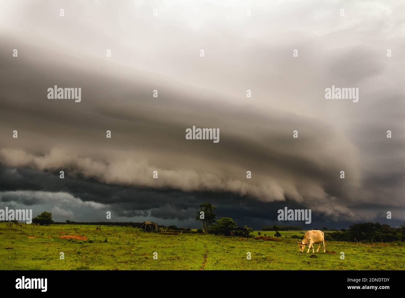 Glória de Dourados (MS), 17/12/2020 - Clima / Tempo - Formação de tempestade com Shelf-Cloud na tarde desta quinta-feira (17) na cidade de de Glória de D Stockfoto